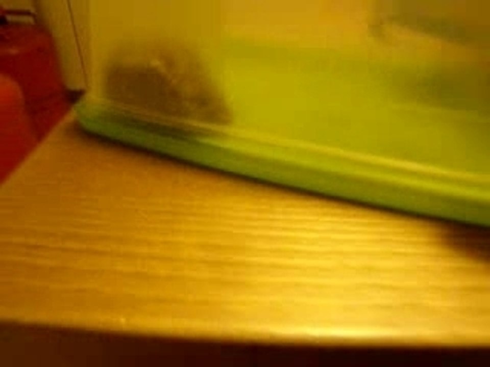 Souris chez moi