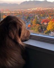 Un chien en appartement bien malheureux, on voit bien que ses promenades lui manquent