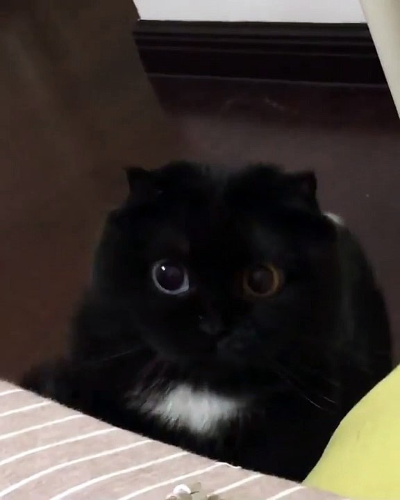 Cette petite boule de poils aux grands et beaux yeux ronds, a une énorme particularité qui la rend encore plus adorable