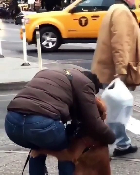 Cet adorable toutou ne quitte pas son nouveau maître d’une semelle. Eh oui il a choisi son maître. Et il ne veut plus le lâcher !