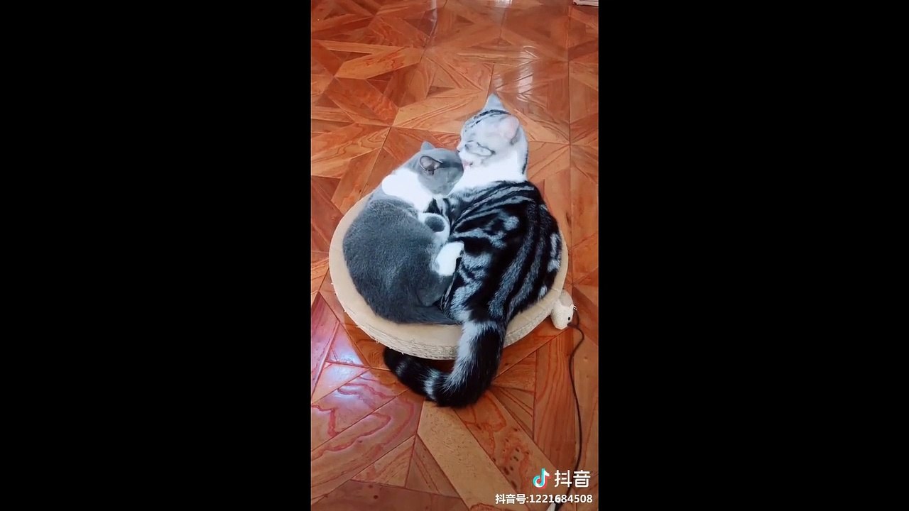 Cute Animals Meow