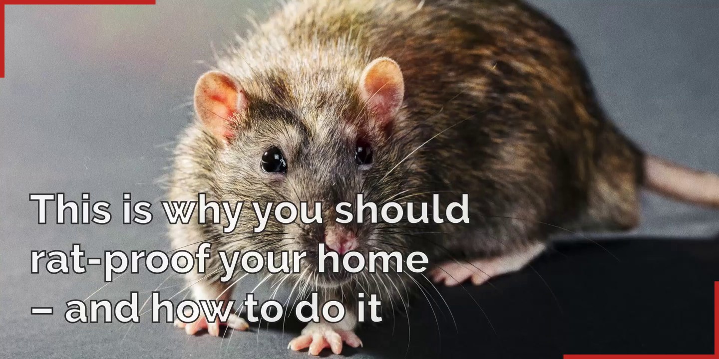 This is why you should rat-proof your home - and how to do it