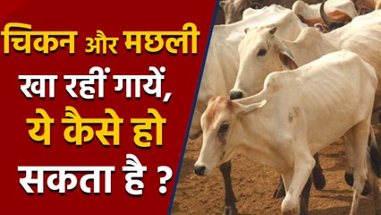 Goa में Cow खा रहीं Chicken और Fish, Michael Lobo ने किया चौंकाने वाला खुलासा | वनइंडिया हिंदी