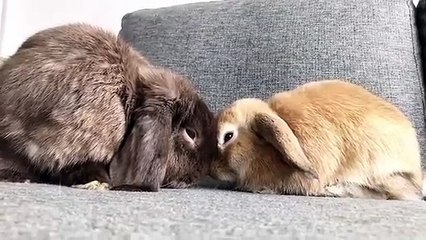 Des lapins demandeurs de bisous ... So cute !