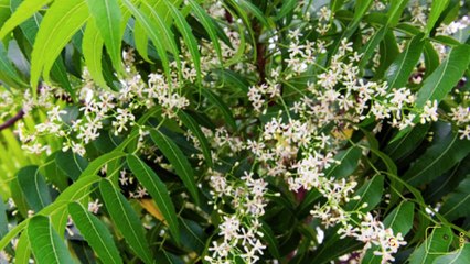 வேப்பம்பூவின் நோய் தீர்க்கும் குணங்கள்..!