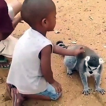 Voilà ce qui arrive quand un raton laveur demande à ce qu'on lui gratte le dos. Trop drôle