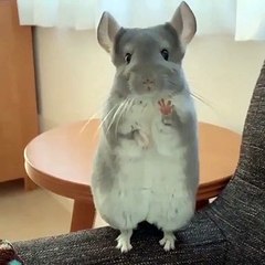 Notre coup de cœur ! Cette souris est trop choupinou, on fond littéralement devant tant de mignonitude