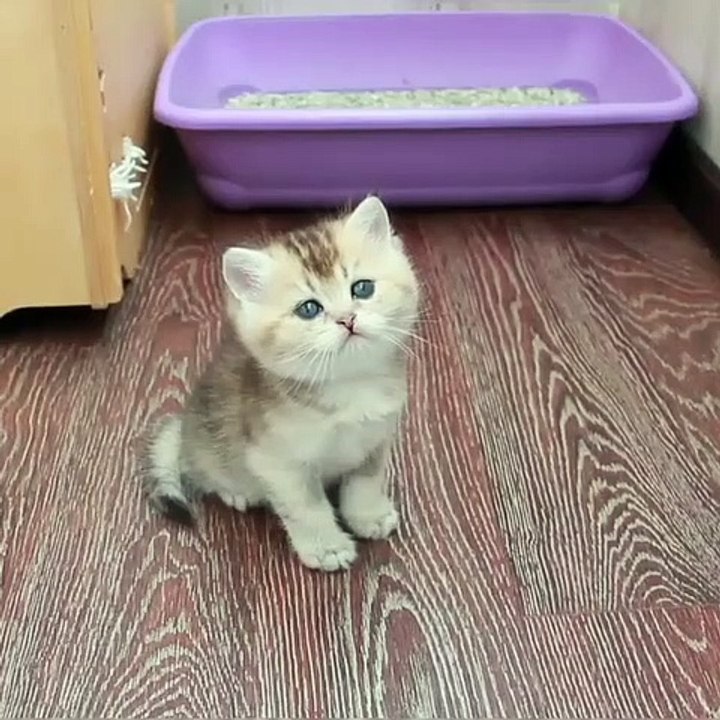 Triste, ce chat a les yeux revolver, il a le regard qui tue !!!... Une image vaut 1000 mots !