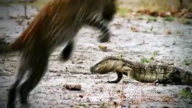 Amazing Elephant Rescue Crocodile From Hippo Animals Save Other Animals