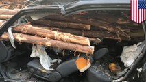 Driver survives insane log impaling of his SUV