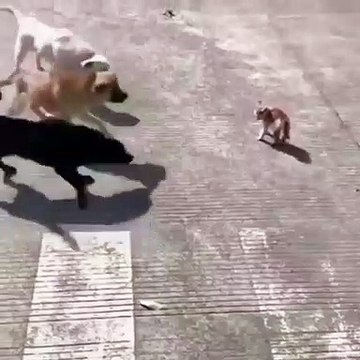 Être petit ne veut pas dire être faible. Ce chaton fait face dignement à 3 gros chiens. Une belle preuve de bravour