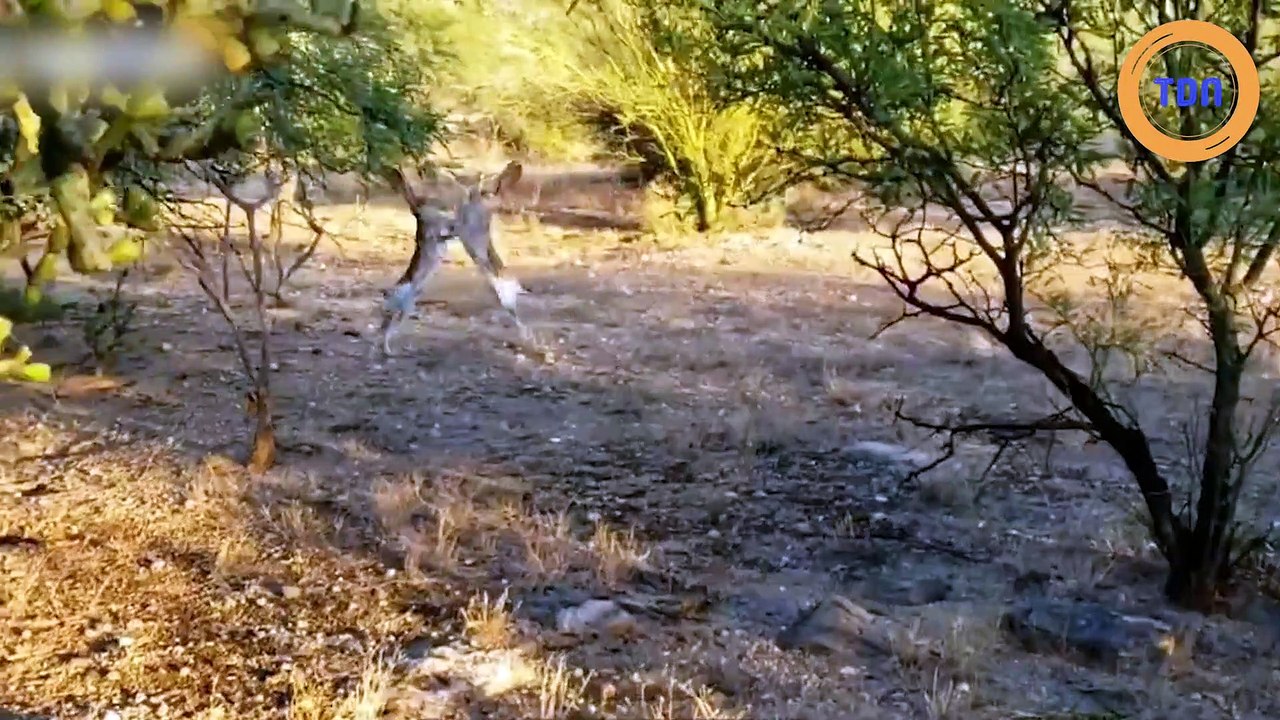 Un combat épique entre deux lapins en Arizona