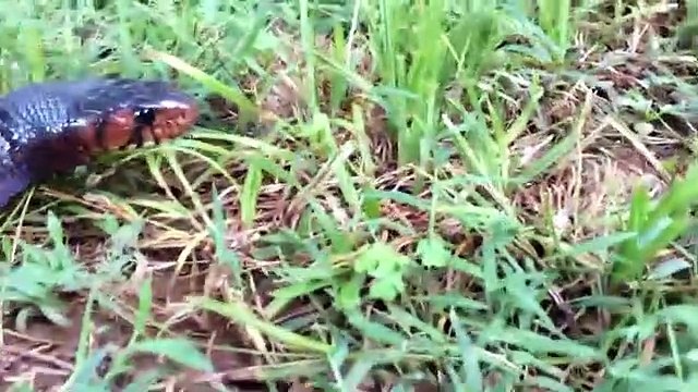 Amazing Hero Rabbit Save Rabbit Baby From Snake Python Hunting Hero Aniamals Save Another Animals
