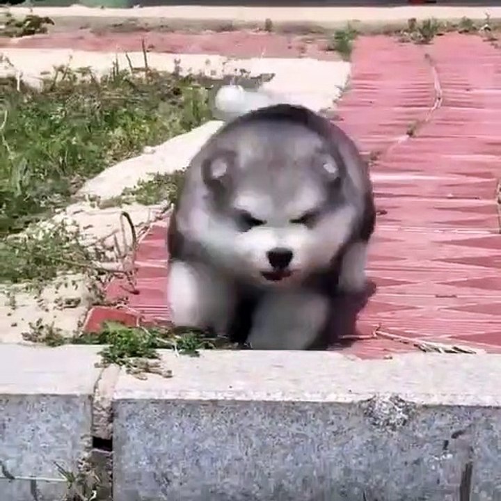 Ce mignon chiot aux allures de nounours n'arrive pas à grimper. Écoutez ses plaintes !