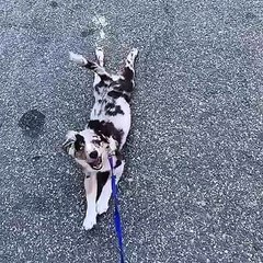 Hilarant : ce chien n'a vraiment aucune envie de se promener