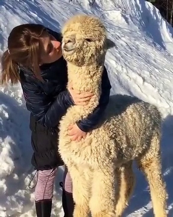 Le lama l'animal tendance de cette année. Attendrissant, espiègle, il vous donnera le sourire dès le matin