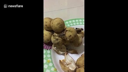 Un scorpion caché dans un sac de patates !