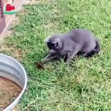 Quand un écureuil et un chat jouent à cache-cache. Le résultat ne peut qu'être renversant !
