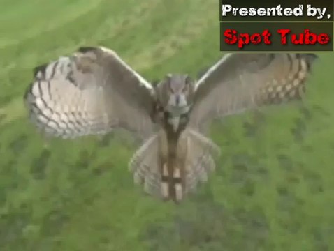 #Spot Tube || Top 7 Best Eagle Attacks || शीर्ष 7 सर्वश्रेष्ठ ईगल अटैक