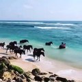 Incroyable splendeur des chevaux sauvages au galop sur une plage. Un spectacle qui vous fera rêver