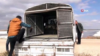 Yavru flamingolar kurtarılarak göle bırakıldı