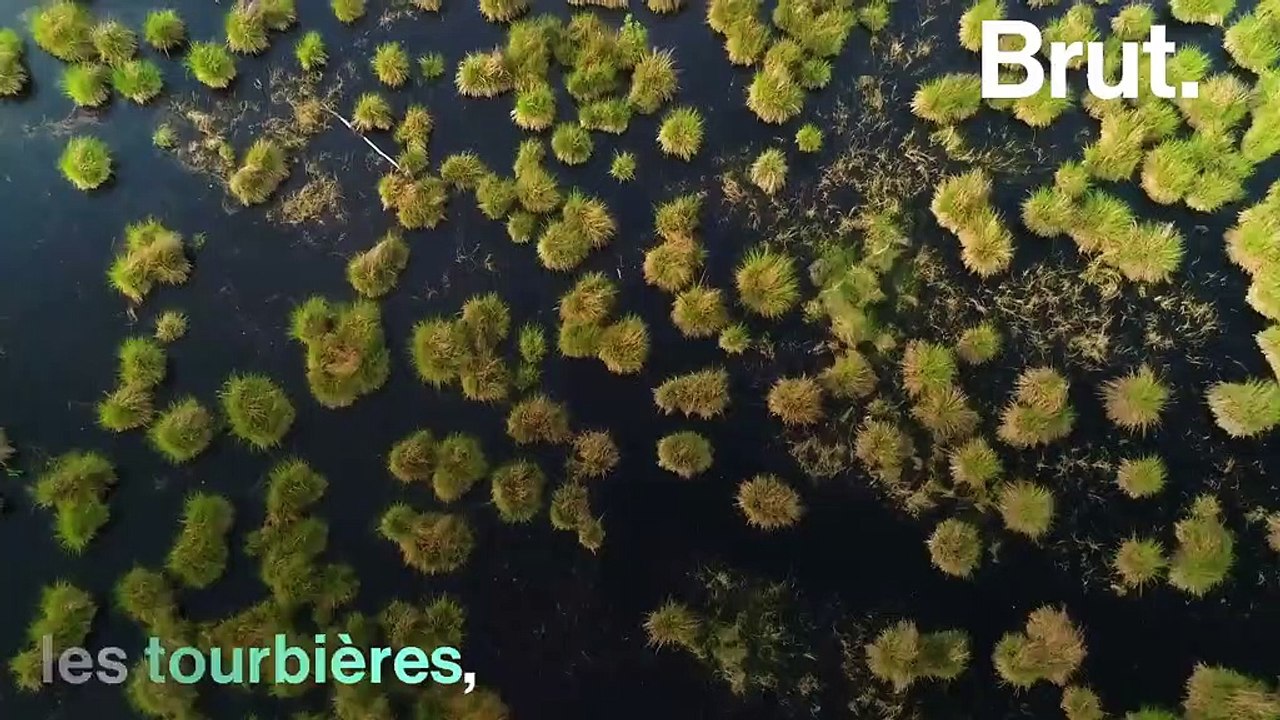 Les baleines, une arme contre le réchauffement climatique ?