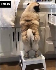 Short people problems! That reaction