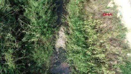 Bursa valiliği'nden toplu balık ölümleriyle ilgili açıklama