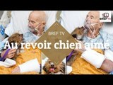 Un ancien combattant de la guerre du Vietnam en soins palliatifs dit au revoir à son chien bien-aimé