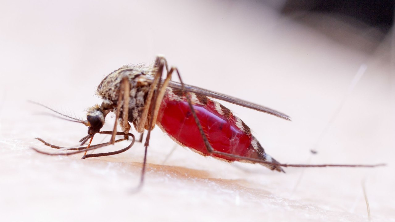 Virus Zika : consultez si vous avez récemment fréquenté cette zone