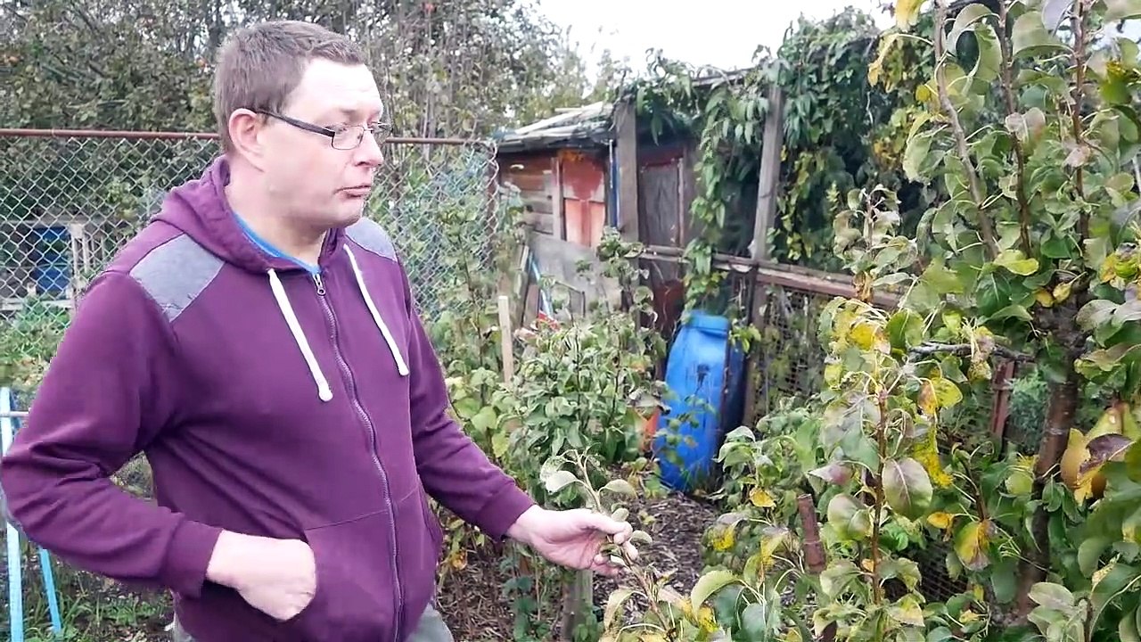 Theft from Allotments