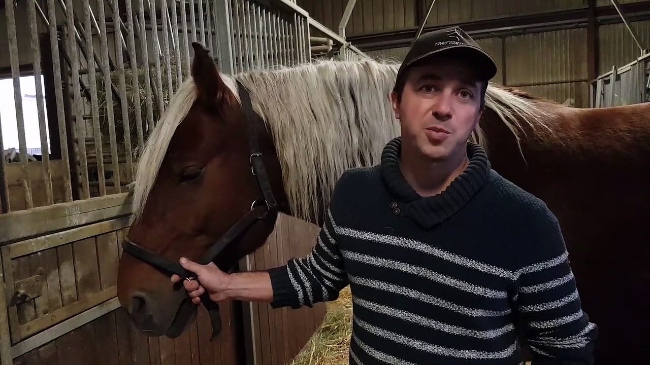 Pouilley-les-Vignes. Le comtois, un cheval qui franchit tous les obstacles