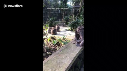 There was no getting away for this cheeky monkey! Baby macaque tries and fails to escape from its mum