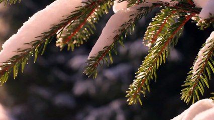 Tips On How To Keep Your Christmas Tree Fresh Longer