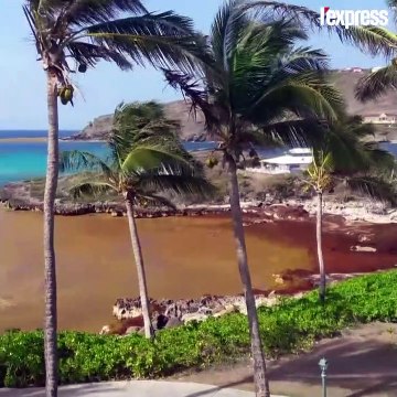 Les sargasses, fléau des Caraïbes