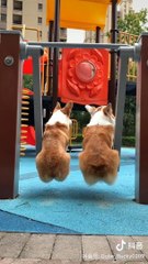 Cute Puppies In The World Videos - Try Not To Laugh