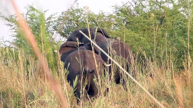 Wildlife Bronzes Caswell Sculpture Oregon Bronze Art Foundry - The Making of an Elephant Bronze