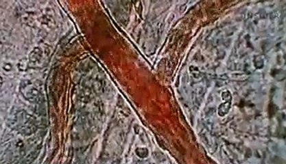 How much skin, blood, and saliva humans produce in a lifetime