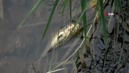 Bursa'daki toplu balık ölümleri için flaş açıklama