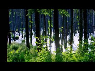 Hitler's Secret Hideout - The Wolf's Lair