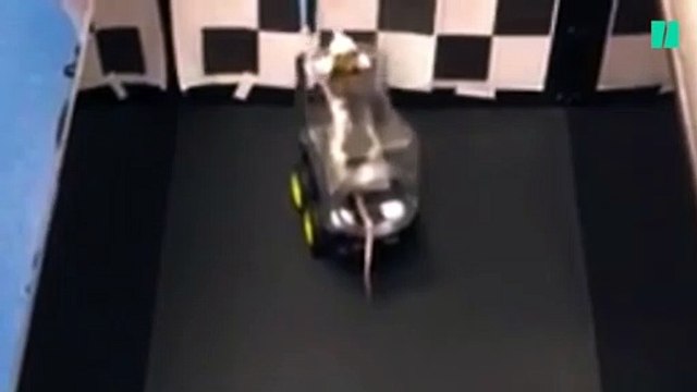 Ces rats ont appris à conduire pour se nourrir