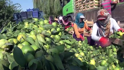 Kaşıkçı Cinayeti Sonrası Suudi Arabistan, Türkiye'den Aldığı Narenciyeleri Gömrükte Bekletiyor