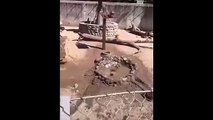 Des singes s'amusent à plonger dans la boue et adorent ça