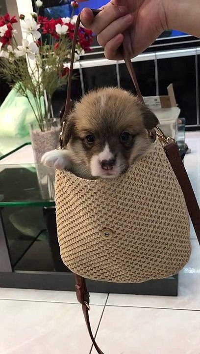 Pooch in a Purse
