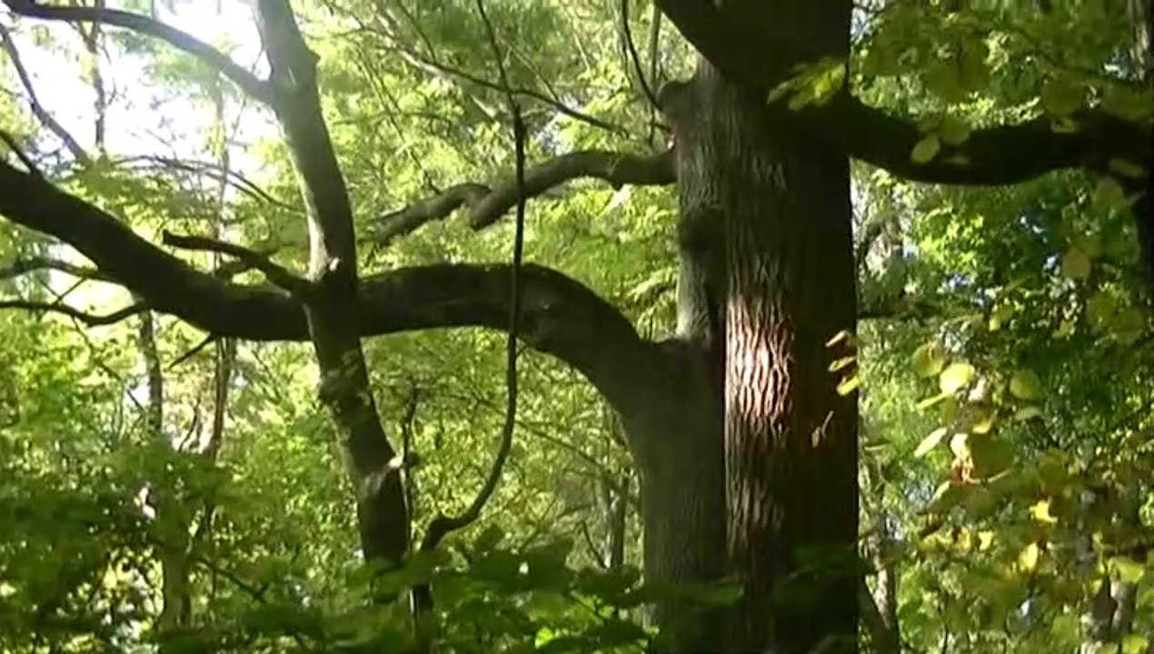 Brestovany bazantnica