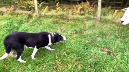 This Dog Won't Back Down