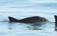 CNDH emite recomendación por incumpliento a rescate de vaquita marina