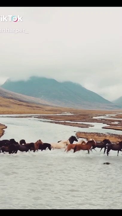 Hundreds of Horses in Iceland