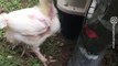 This rooster loves playing the piano - Naturee Wildlife