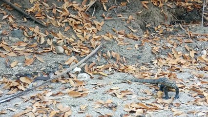 Baby Komodo Takes on Snake